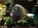 poisson.jpg (338111 octets)
