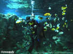 aquarium.jpg (437487 octets)