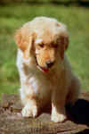 petit chien.jpg (16880 octets)