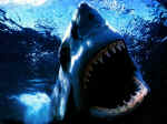 requin.jpg (118993 octets)
